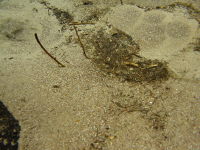 �S�ѐ����̐���